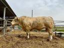 Charolais breeding bull for sale