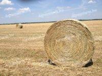 Solid bales of hay 160 mesh for sale