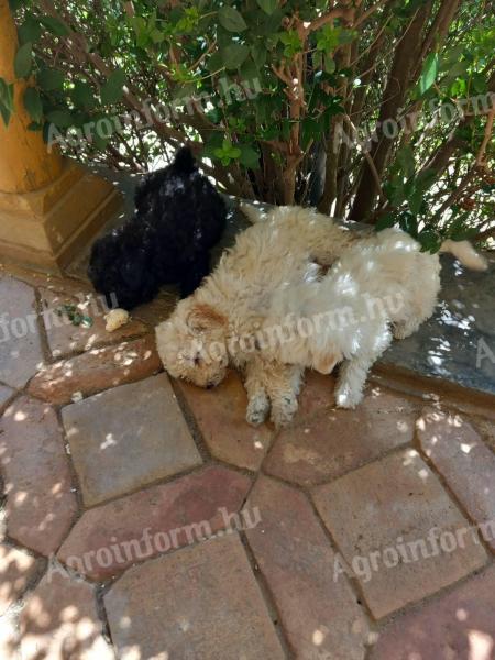 2 Poodle puppies looking for a new owner