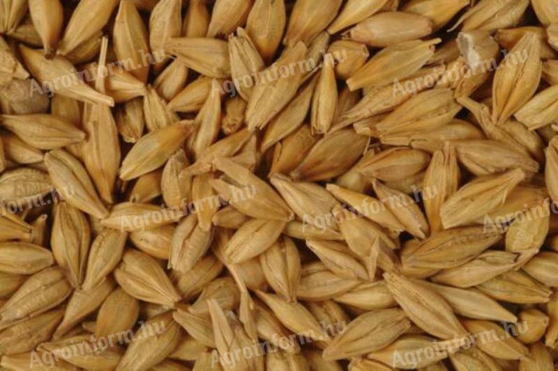Wysokiej jakości nasiona jęczmienia jesiennego zebrane na sprzedaż