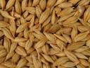 High quality autumn barley seeds harvested for sale