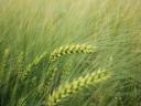 High quality autumn barley seeds harvested for sale