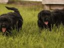 Russian black terrier