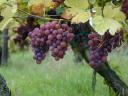 Грожђе из винске регије Матра продаје се у малим и великим партијама