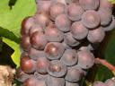 Грожђе из винске регије Матра продаје се у малим и великим партијама