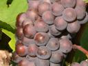 Grapes from the Mátra wine region for sale in small and large lots