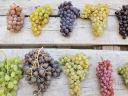 Prodaja grozdja iz vinorodnega okoliša Mátra v majhnih in velikih količinah