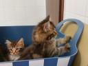 Maine Coon pisici de vânzare
