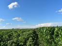 For sale 12 hectares of 3839 m2, 477,62 AK of arable land