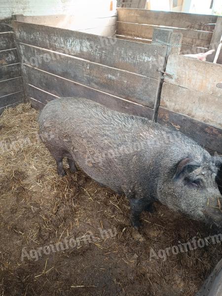 Krmača mangalica