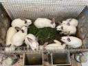 Kalifornien Kaninchen zu verkaufen
