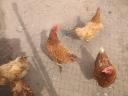 Kurczaki jajeczne teraz w sprzedaży po obniżonych cenach