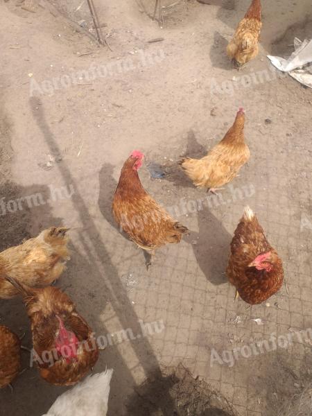 Kurczaki jajeczne teraz w sprzedaży po obniżonych cenach