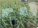 Scorching, Silage