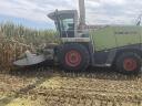 Scorching, Silage