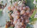 Weintrauben aus Czerszeg