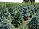 Silver pine for sale