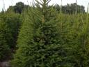 Spruce for sale