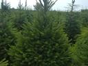 Spruce for sale
