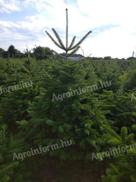 Normand pine for sale