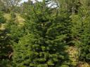 Normand pine for sale