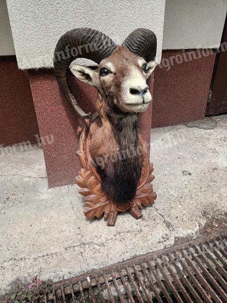 Trofeu Mouflon chamois