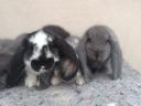 Obří králíci s košíkovým nosem a ušima na prodej v Kecskemétu