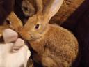 Dospívání králíků
