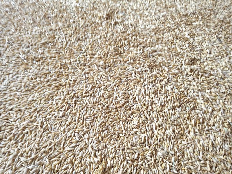 Barley for sale