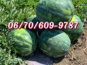 Sladke lubenice Medgyes za prodajo