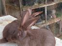 Maďarská a nemecká obrovská zmes králikov