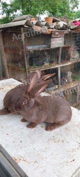 Hungarian and German giant mixture of rabbits