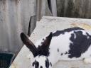 Ungarische und deutsche Riesenmischung von Kaninchen