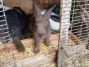 Ungarische und deutsche Riesenmischung von Kaninchen
