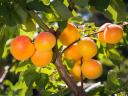 Delovna priložnost: obiranje sadja 12 ur na dan