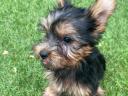 Yorkshire terrier törzskönyvezett nagyon pici kiskutyák ezüst cser színűek gazdit keresnek