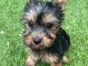 Yorkshire terrier törzskönyvezett nagyon pici kiskutyák ezüst cser színűek gazdit keresnek