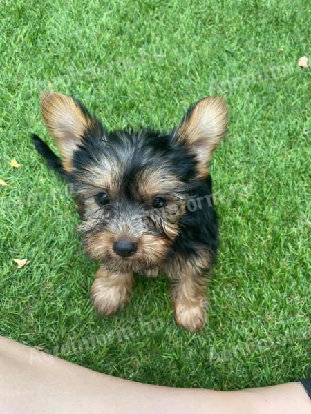 Yorkshire terrier törzskönyvezett pici kiskutyák acélkék cser színűek gazdit keresnek