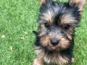 Yorkshire terrier törzskönyvezett pici kiskutyák acélkék cser színűek gazdit keresnek