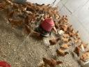 Редмастер 8,5 недеља старо пиле на продају