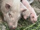 Пигмејска свиња из Минесоте