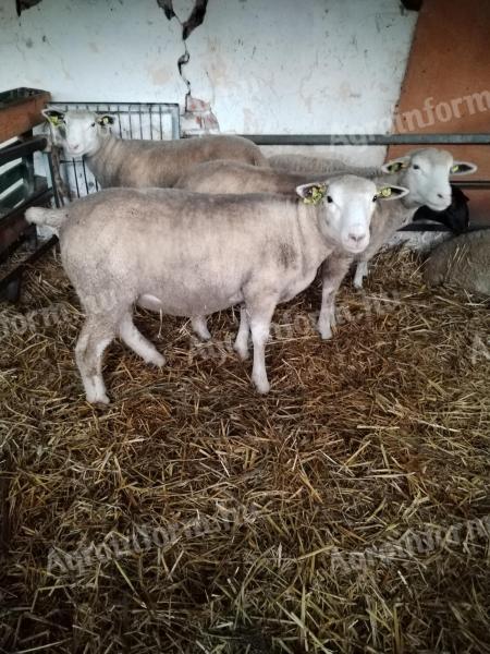 3 pedigreed Ile de France sheep for sale