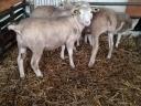3 pedigreed Ile de France sheep for sale
