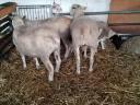 Predám 3 plemenné ovce Ile de France