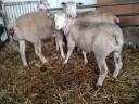 3 pedigreed Ile de France sheep for sale