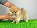 Rassehund: Pomeranian-Miniatur-Pom-Welpe