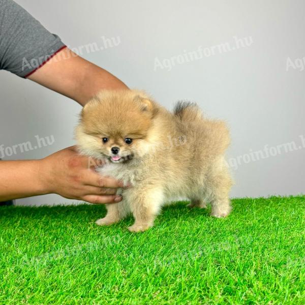 Rassehund: Pomeranian-Miniatur-Pom-Welpe