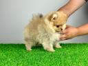 Rassehund: Pomeranian-Miniatur-Pom-Welpe