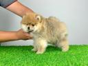 Rassehund: Pomeranian-Miniatur-Pom-Welpe