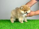 Rassehund: Pomeranian-Miniatur-Pom-Welpe